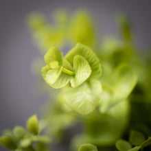 Load image into Gallery viewer, Baby’s Breath Eucalyptus Swag