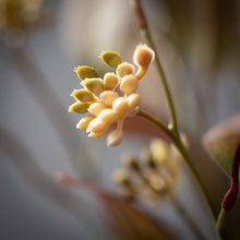 Load image into Gallery viewer, Tall Brown Wild Berry Spray