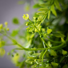 Load image into Gallery viewer, Fern & Lemon Grass Accent Ring