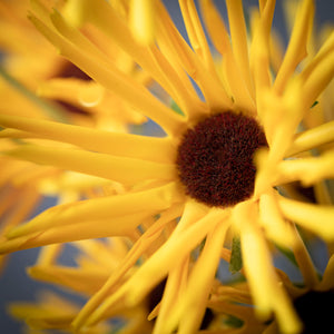 Yellow Daisy Stem