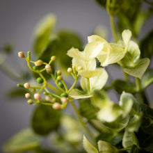 Load image into Gallery viewer, Eucalyptus &amp; Mint Leaf Swag
