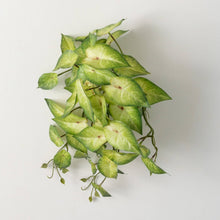 Load image into Gallery viewer, Variegated Syngonium Bush
