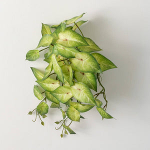 Variegated Syngonium Bush
