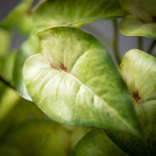 Load image into Gallery viewer, Variegated Syngonium Bush
