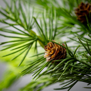 Lush Green Cedar Spray