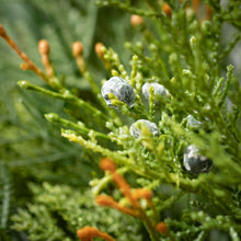 Load image into Gallery viewer, Mixed Pine &amp; Juniper Wreath
