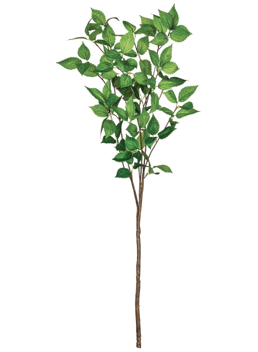 Hypoestes Spray