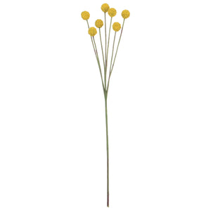 Yellow Billy Button Stem