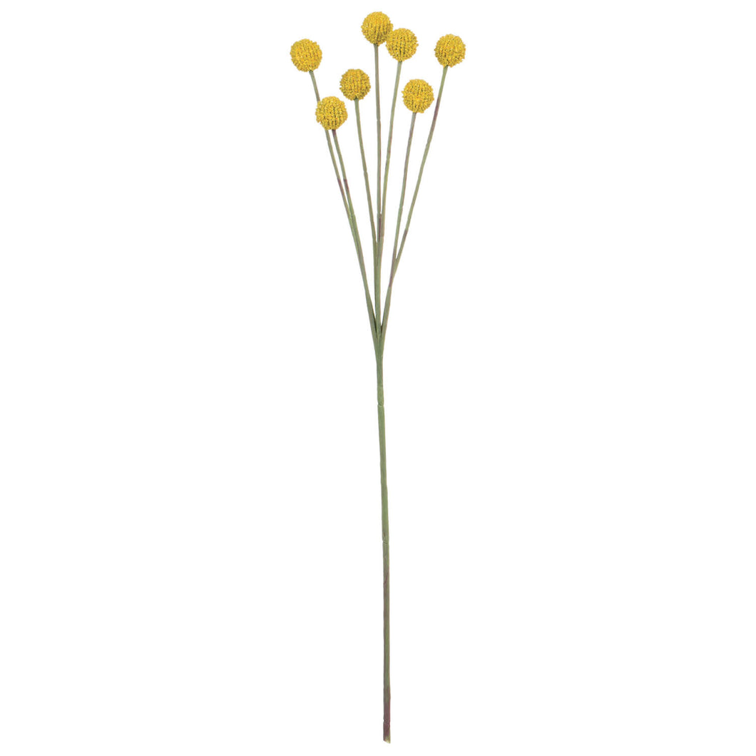Yellow Billy Button Stem